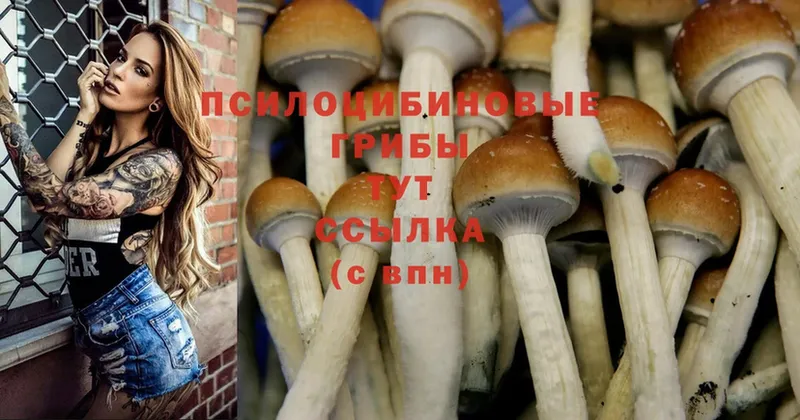 Галлюциногенные грибы MAGIC MUSHROOMS  где купить наркоту  Данилов 